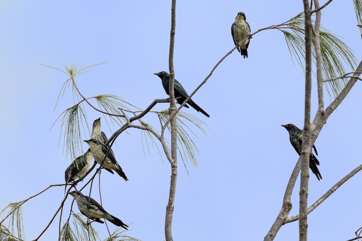 Metallic Starling - ML621461287