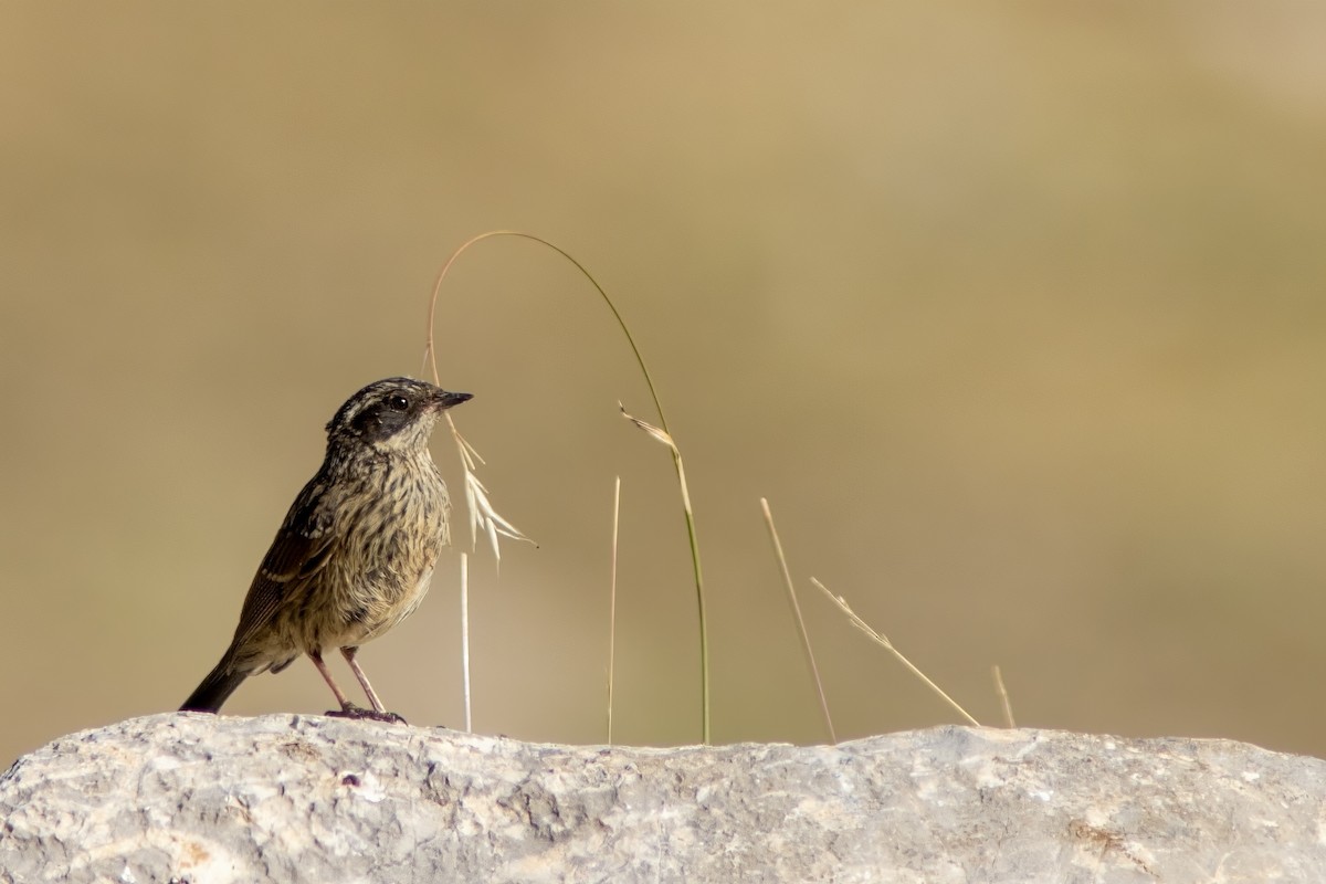 Radde's Accentor - ML621461302