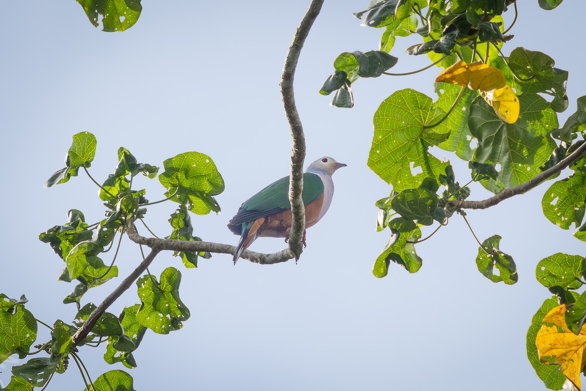 Finsch's Imperial-Pigeon - ML621461350