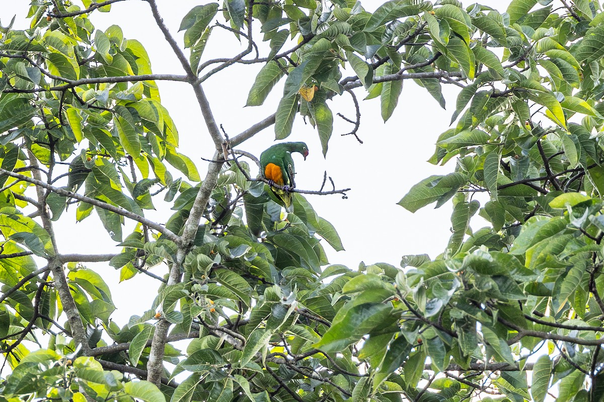 Knob-billed Fruit-Dove - ML621461380