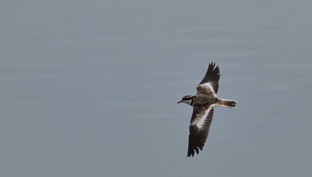 Black-fronted Dotterel - ML621461569