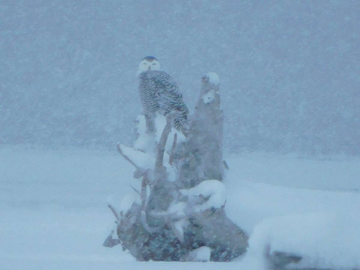 Snowy Owl - ML621461577