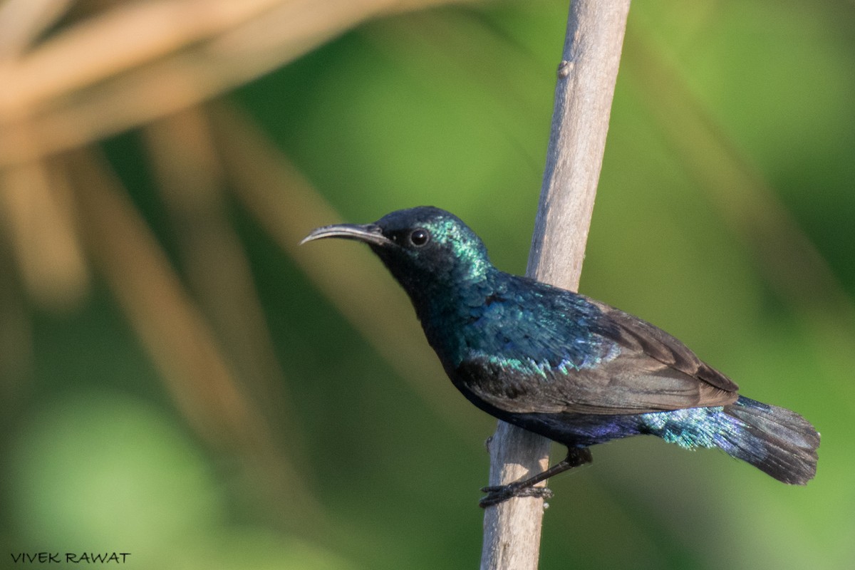 Purple Sunbird - ML621461839