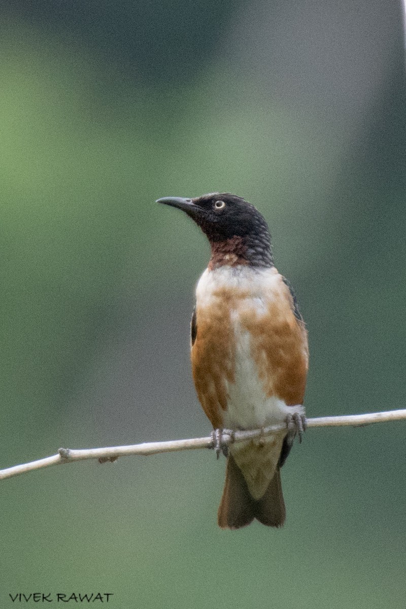 Spot-winged Starling - ML621461882