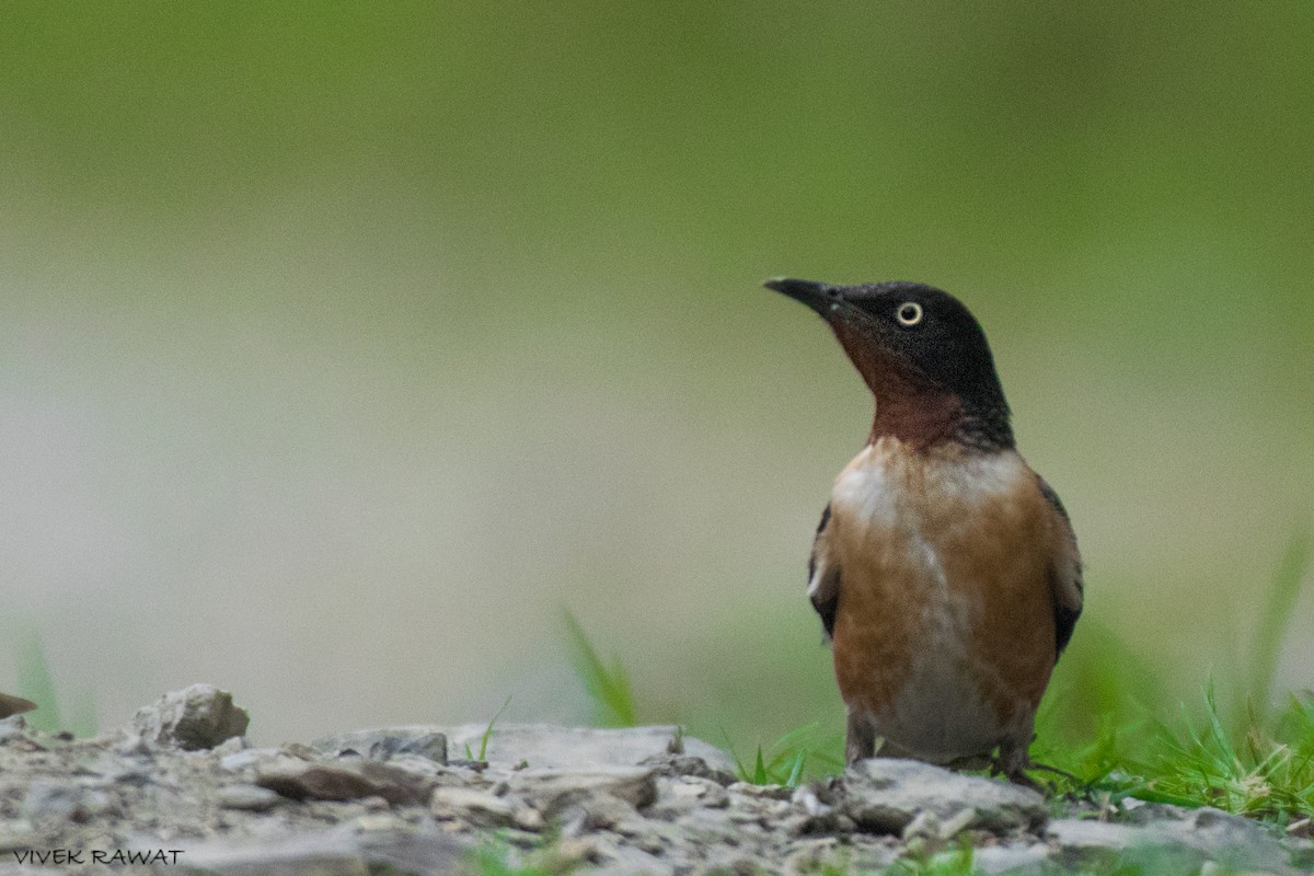 Spot-winged Starling - ML621461883