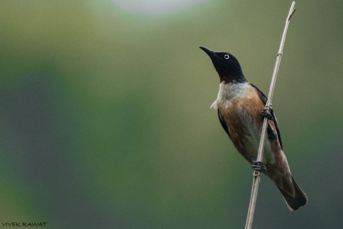 Spot-winged Starling - ML621461884