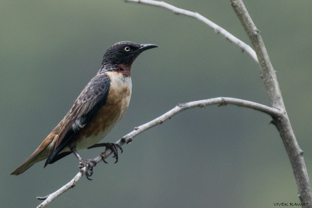 Spot-winged Starling - ML621461885