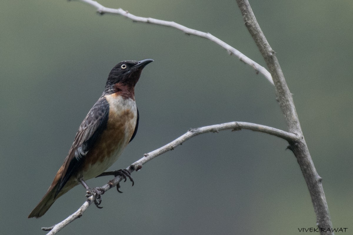 Spot-winged Starling - Vivek Rawat