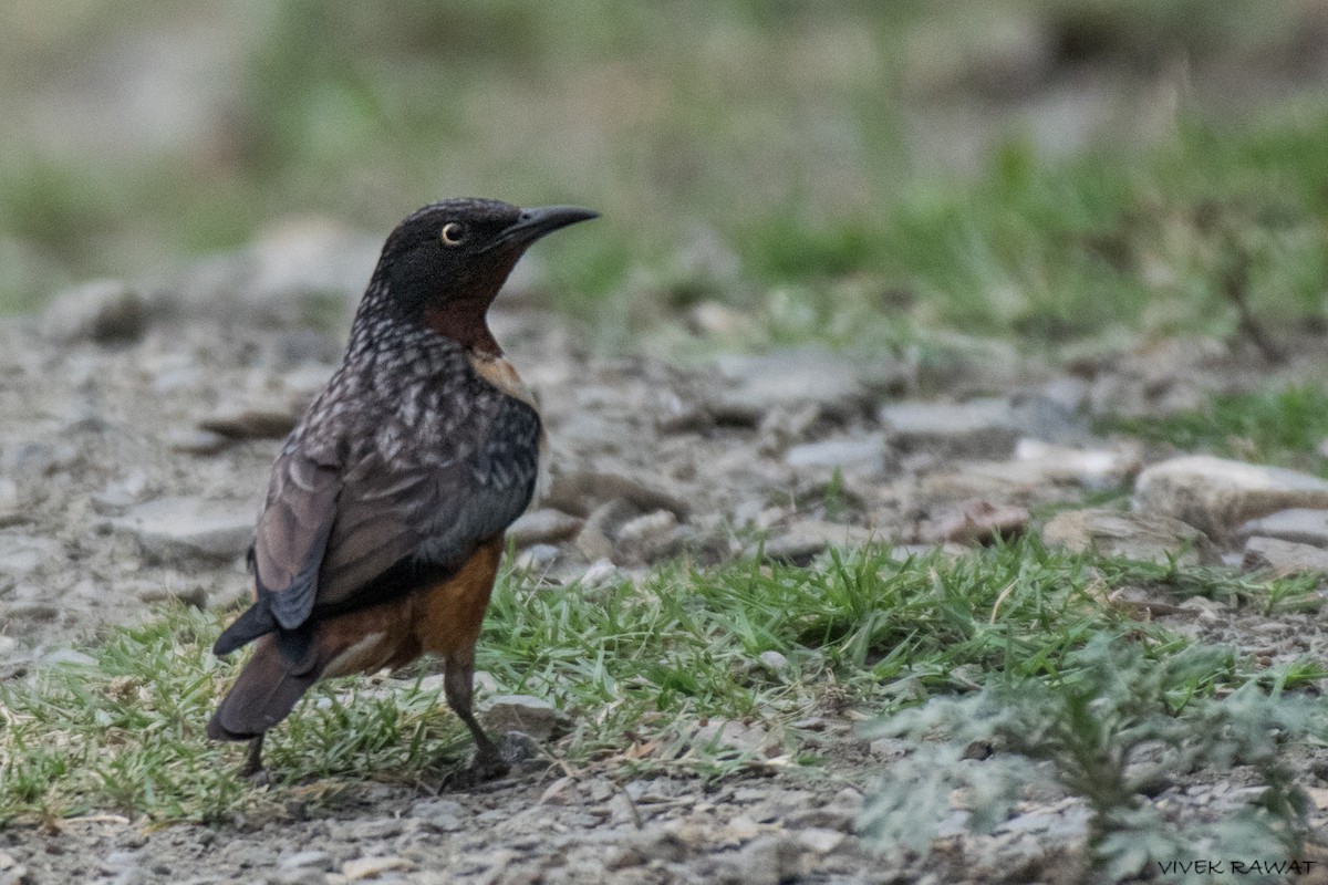 Spot-winged Starling - ML621461888