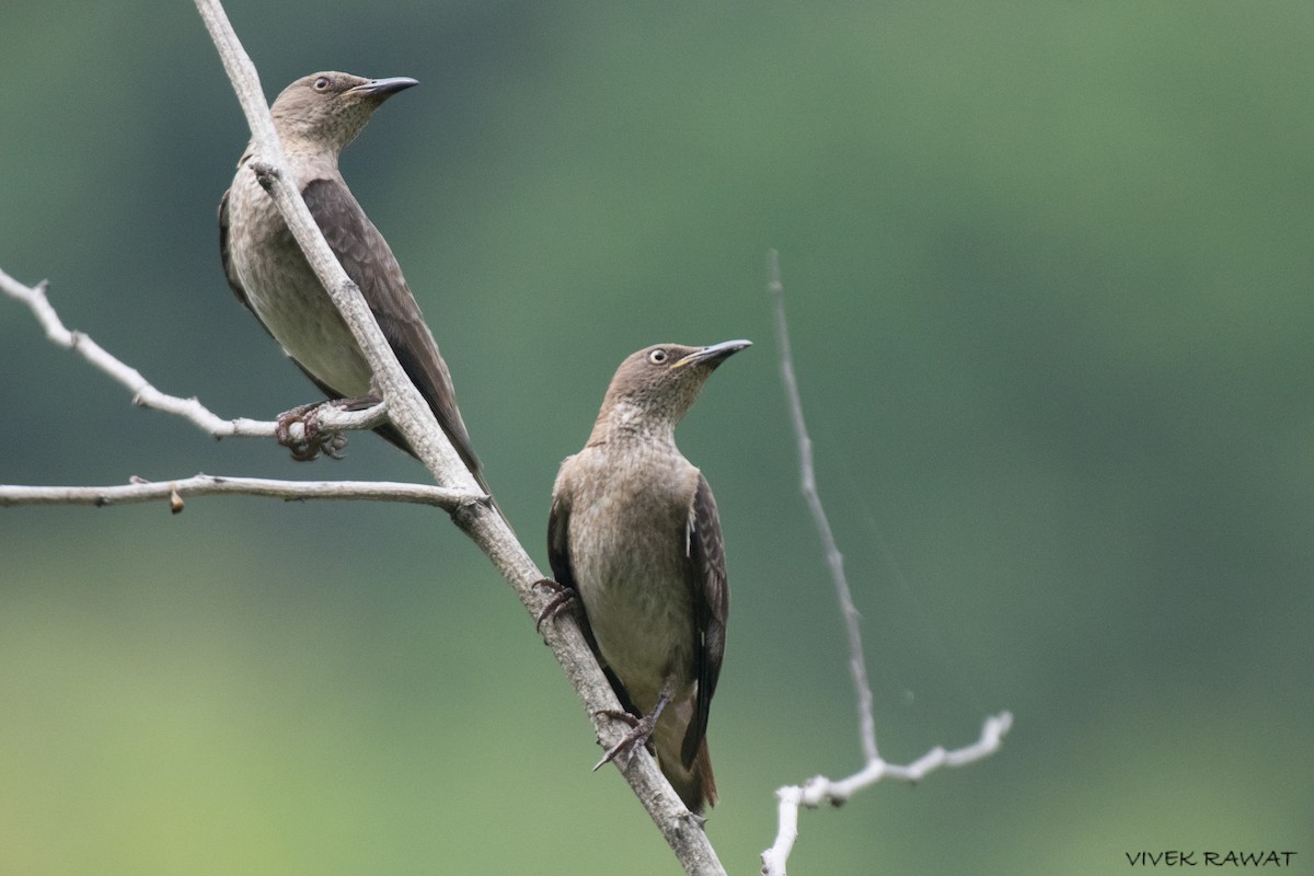 Spot-winged Starling - ML621461891