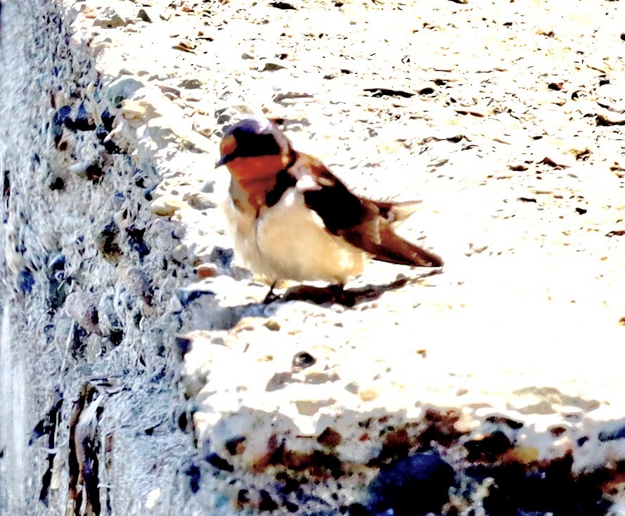 Barn Swallow - ML621461905