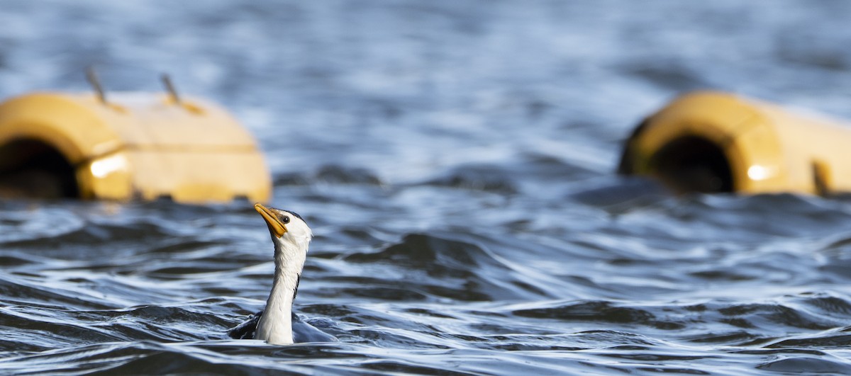 Little Pied Cormorant - ML621461918