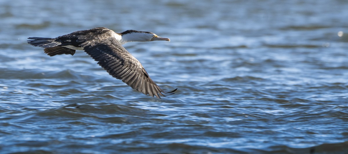 Pied Cormorant - ML621461926