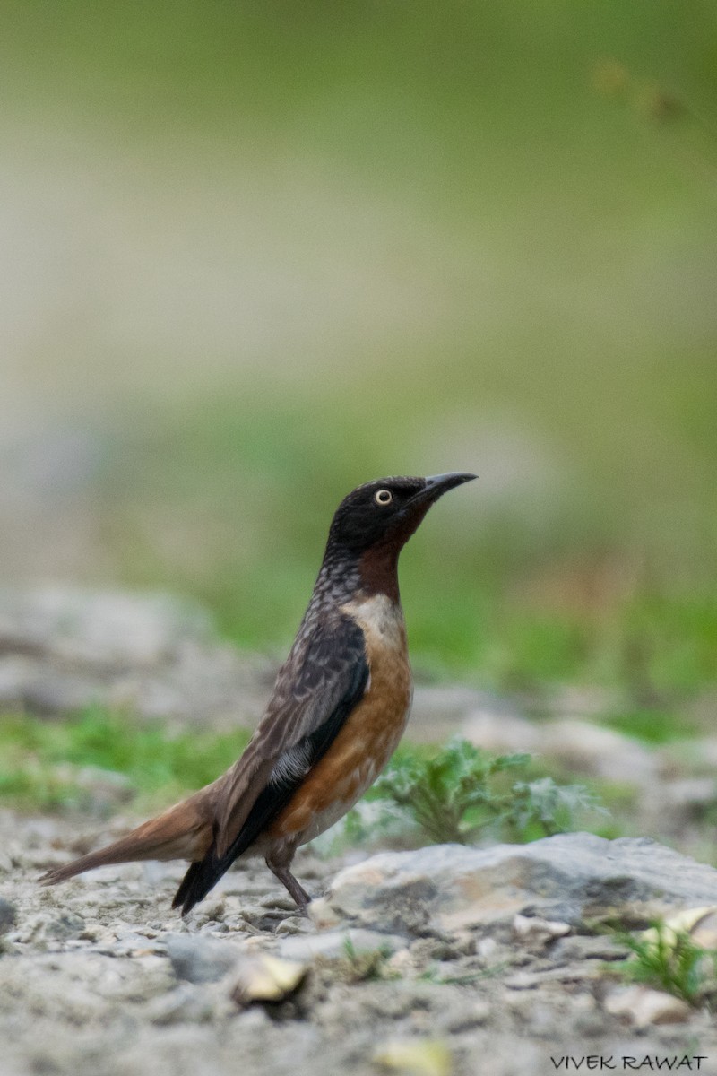 Spot-winged Starling - ML621461936