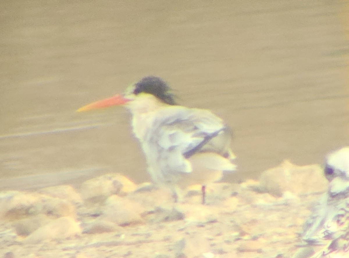 Elegant Tern - Eugenio Castillejos