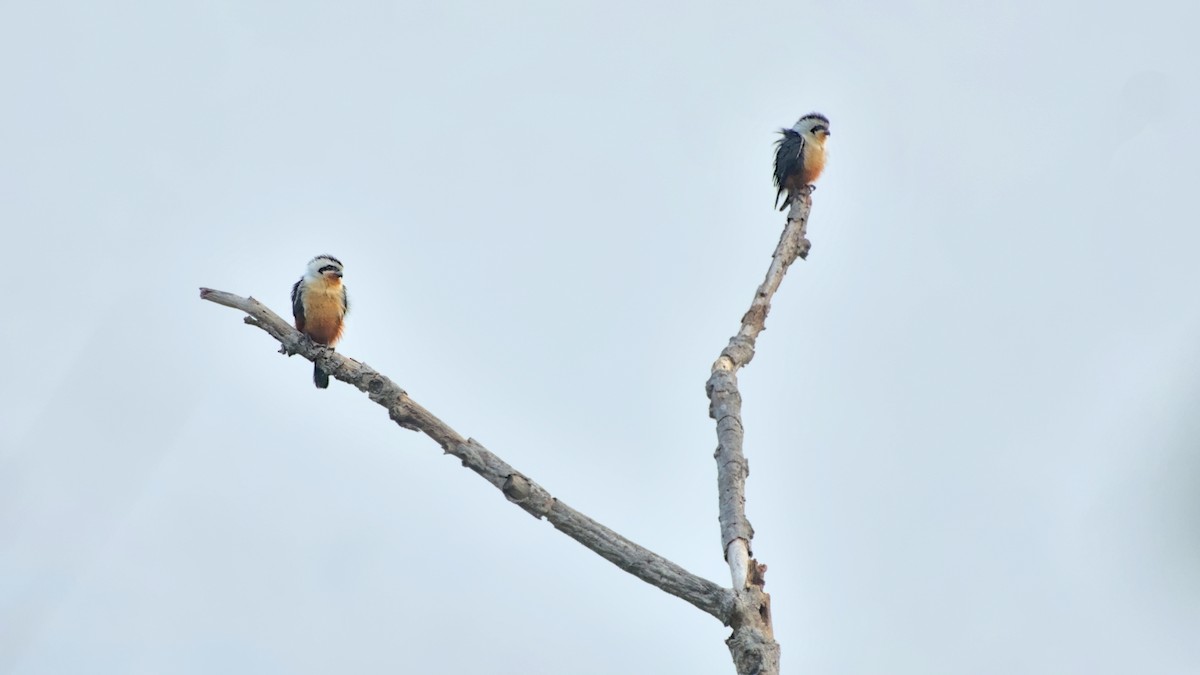 Collared Falconet - ML621462062