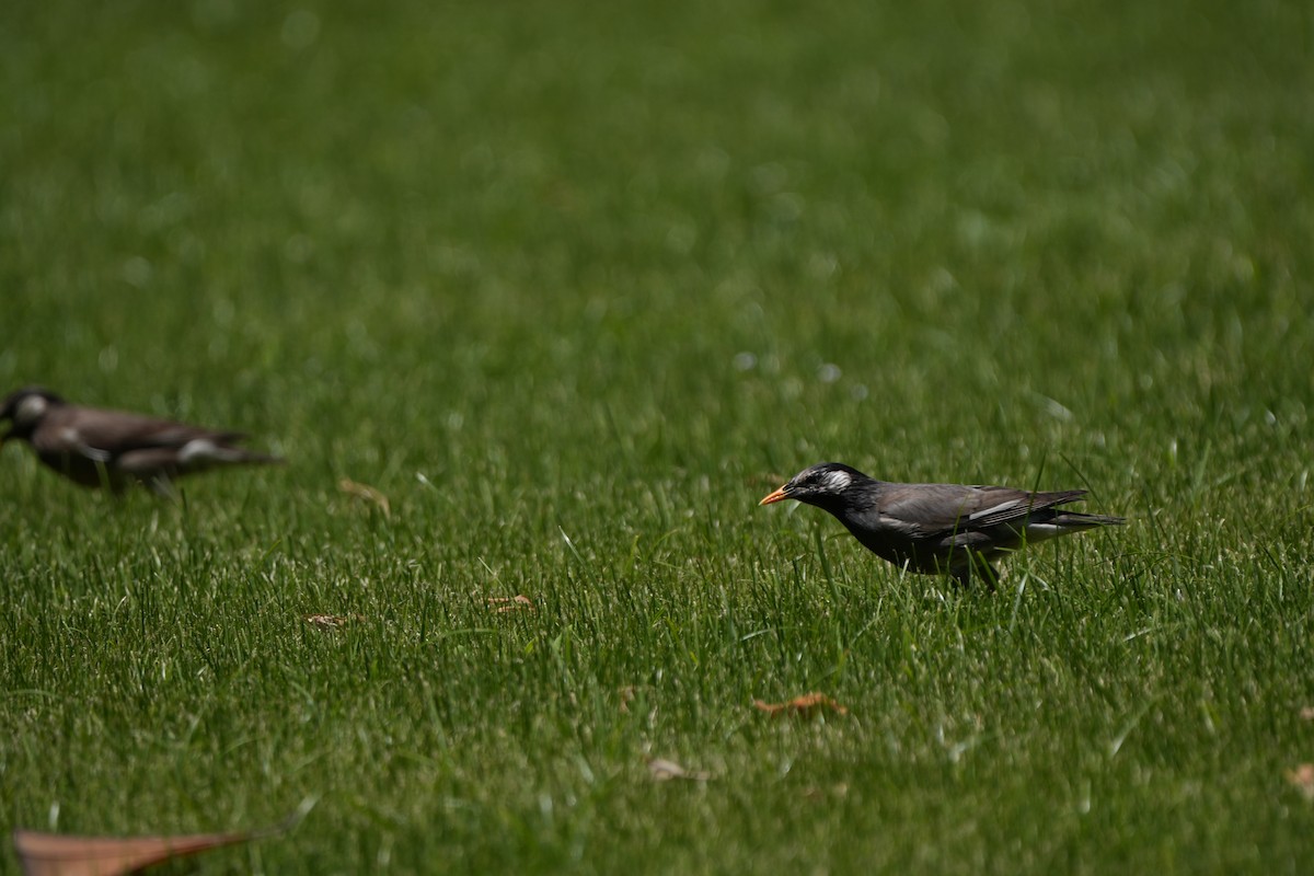 White-cheeked Starling - ML621462082