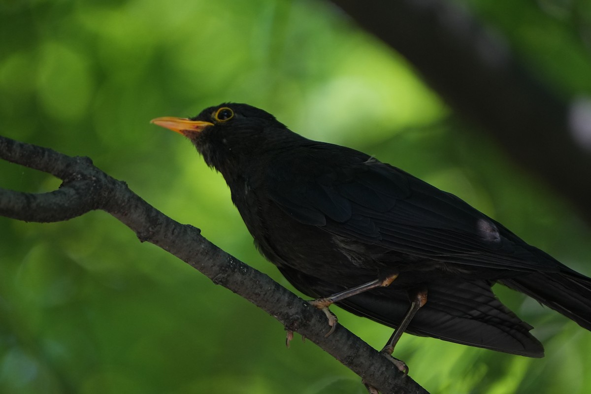 Chinese Blackbird - ML621462083