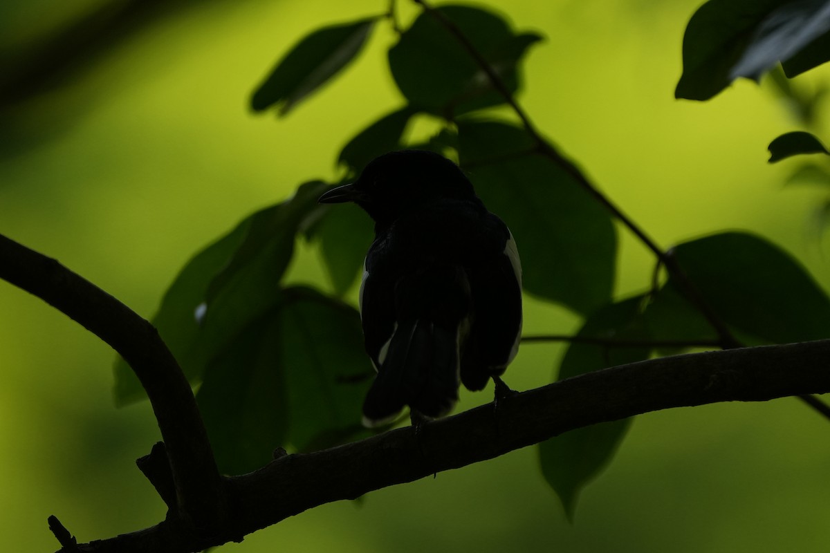 Oriental Magpie-Robin (Oriental) - ML621462085