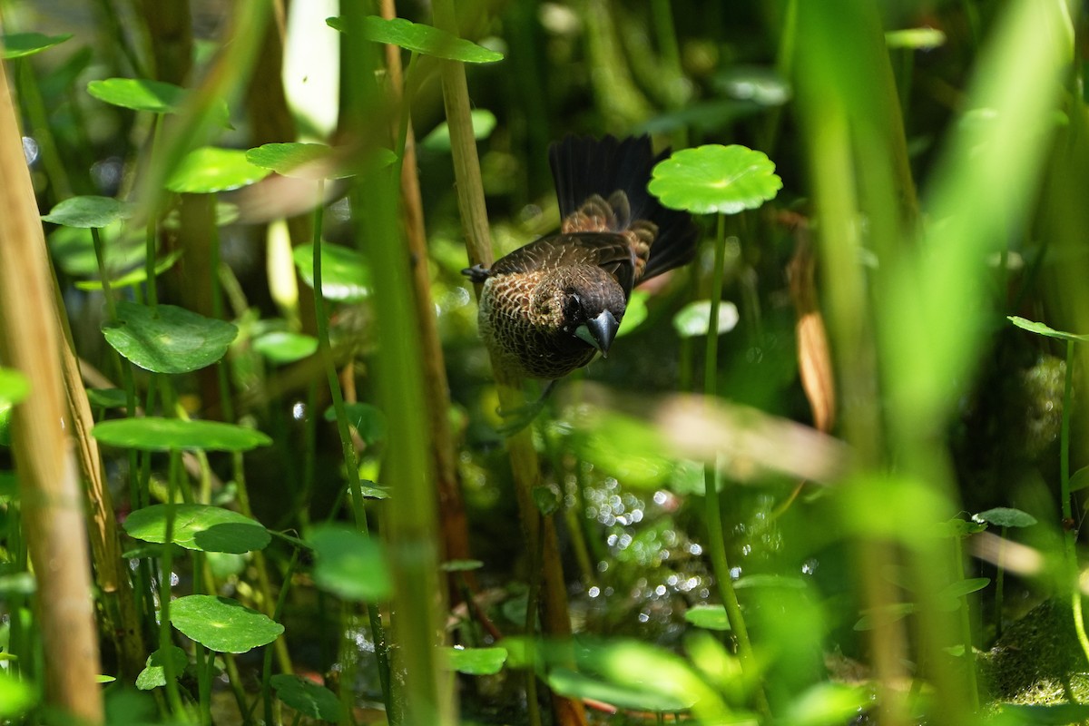 panenka bronzová - ML621462094