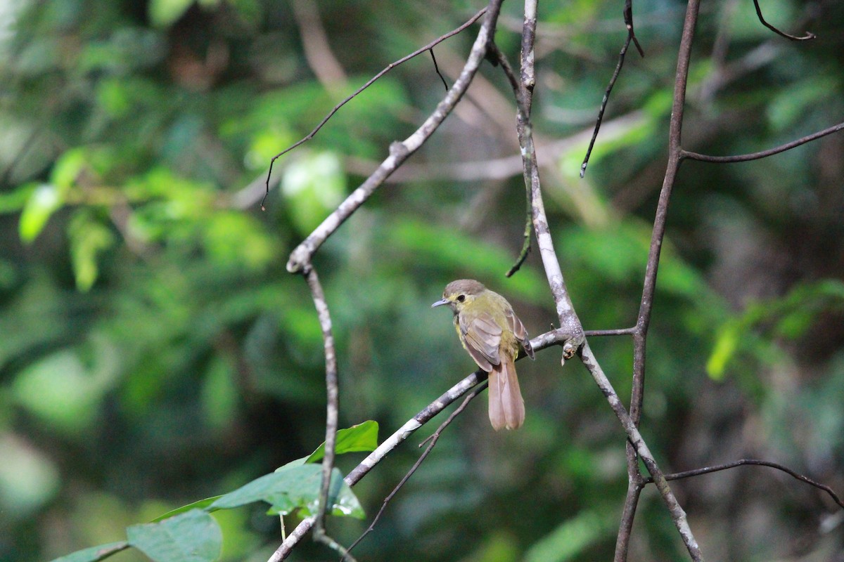 Hairy-backed Bulbul - ML621462107