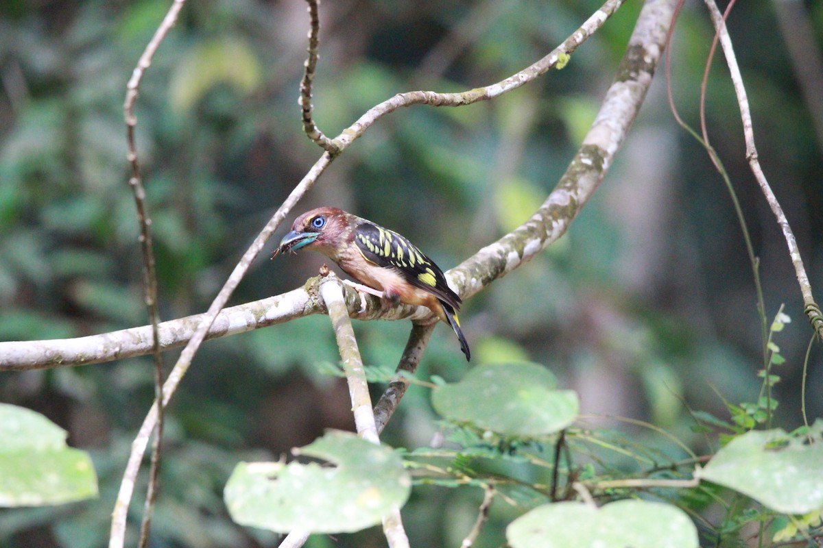 Banded Broadbill - ML621462116