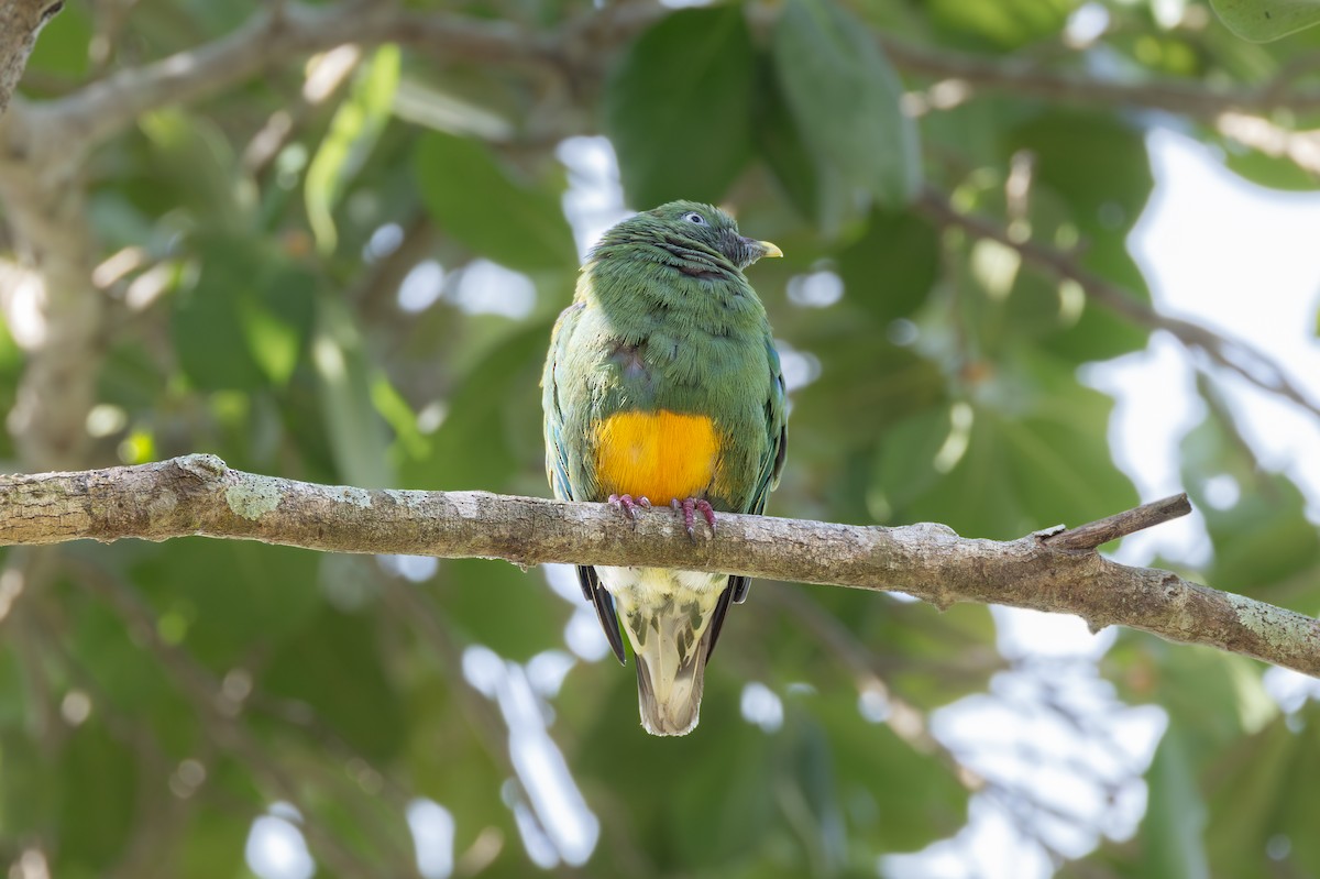 Orange-bellied Fruit-Dove - ML621462135