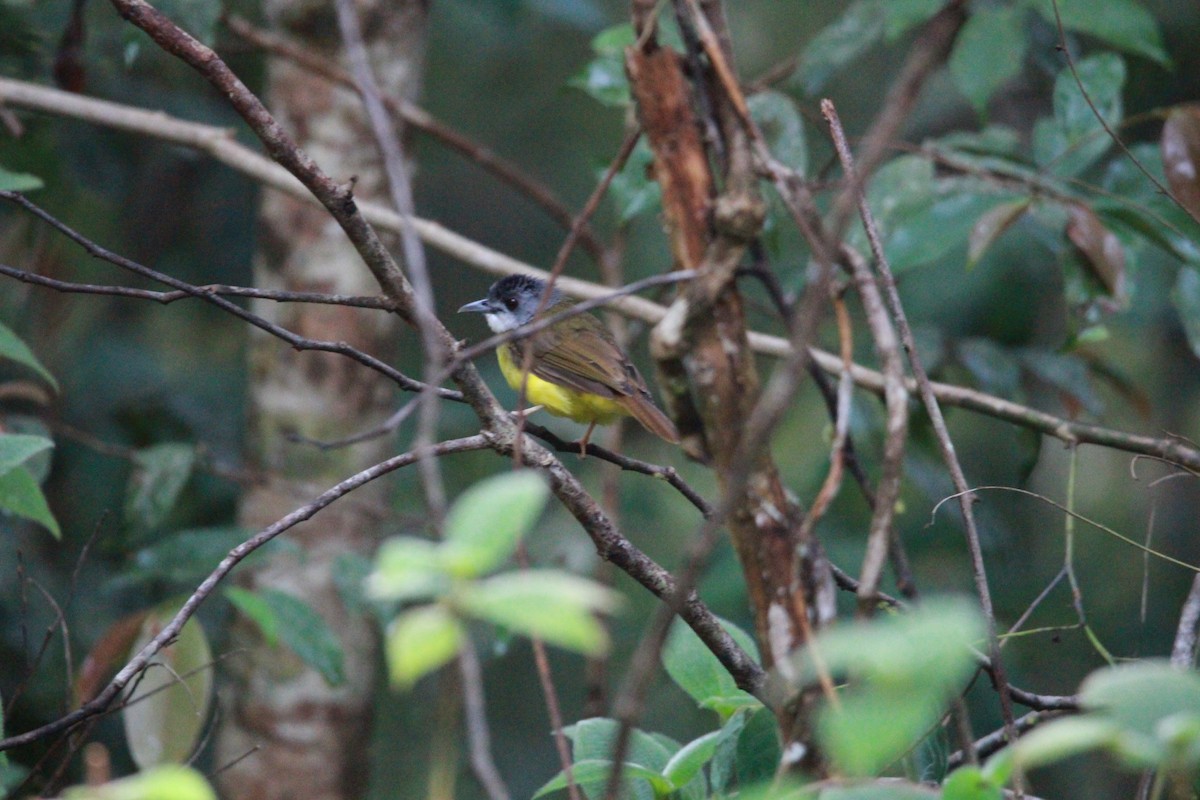 Yellow-bellied Bulbul - ML621462148