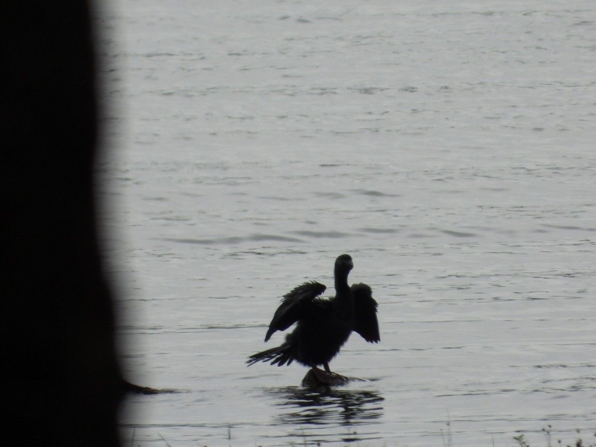Cormoran à cou brun - ML621462171