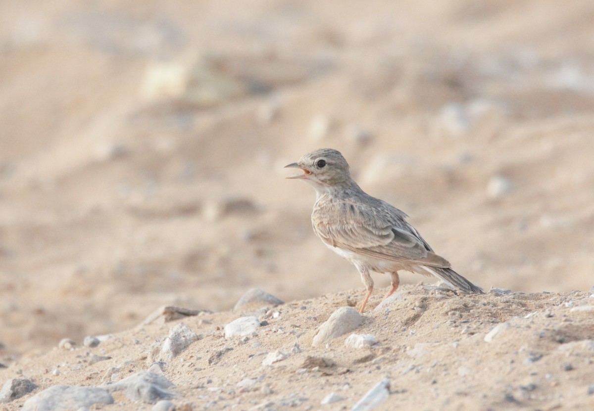 Sand Lark - ML621462172