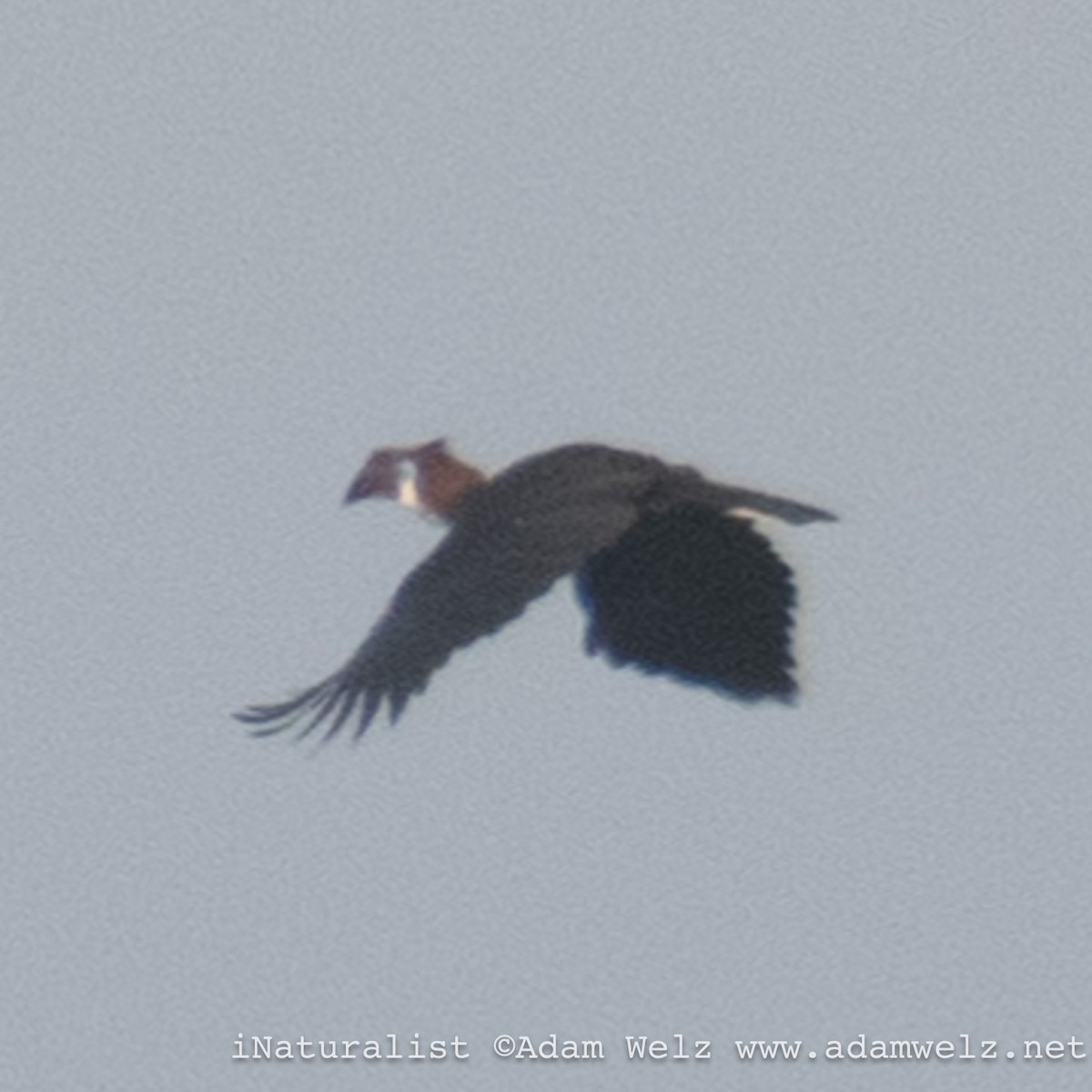 Black-casqued Hornbill - ML621462237