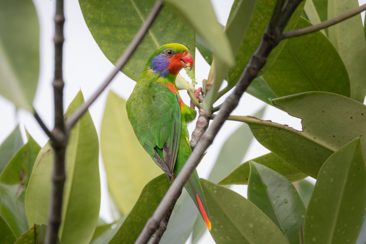 Red-flanked Lorikeet - ML621462273