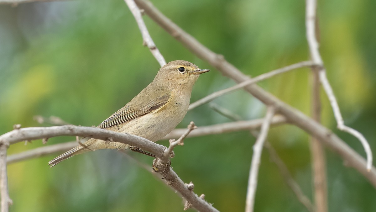 Common Chiffchaff (Common) - ML621462283