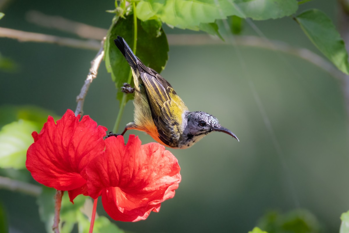 Black Sunbird - ML621462329