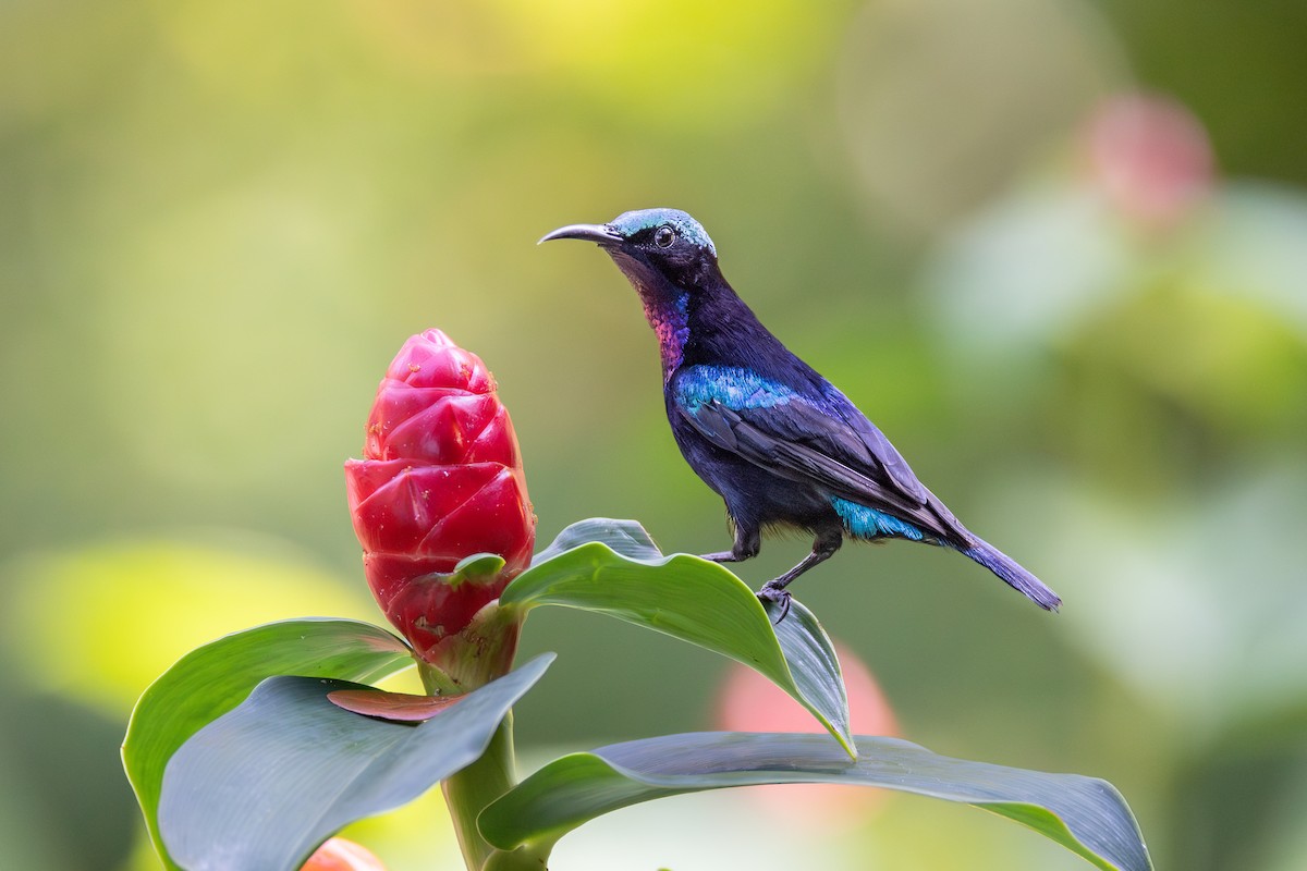 Black Sunbird - Stuart Kelly
