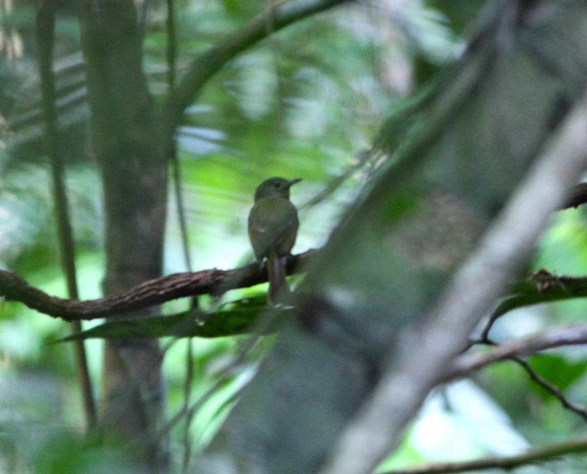 Olive-streaked Flycatcher - ML621462357