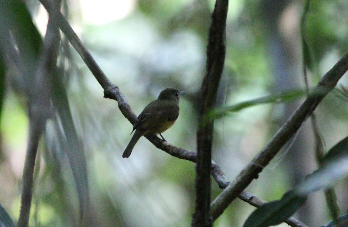 Olive-streaked Flycatcher - ML621462358