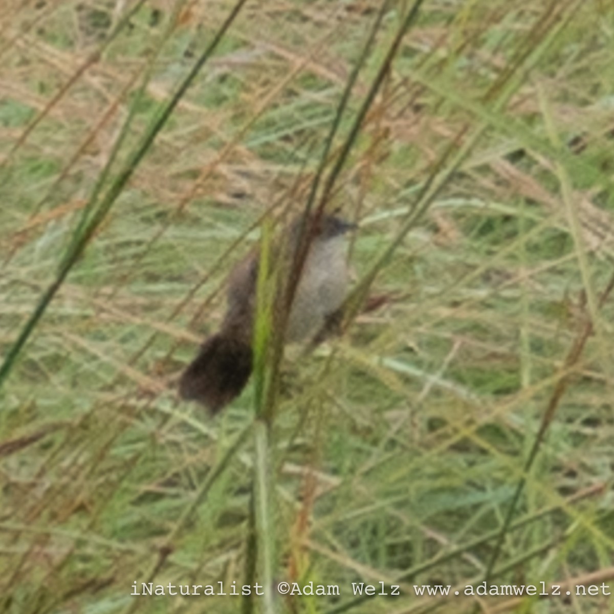 Fan-tailed Grassbird - ML621462438