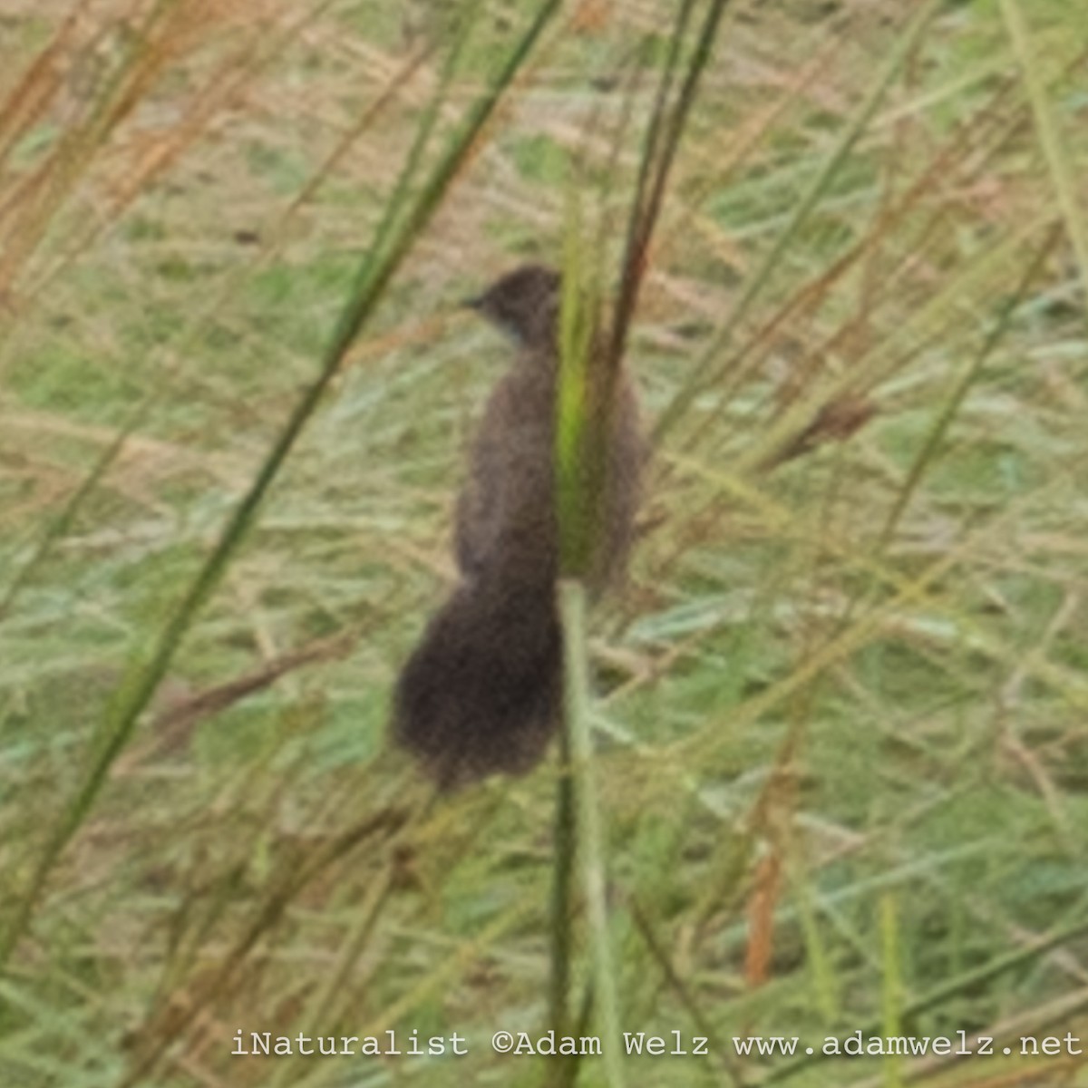 Fan-tailed Grassbird - ML621462439