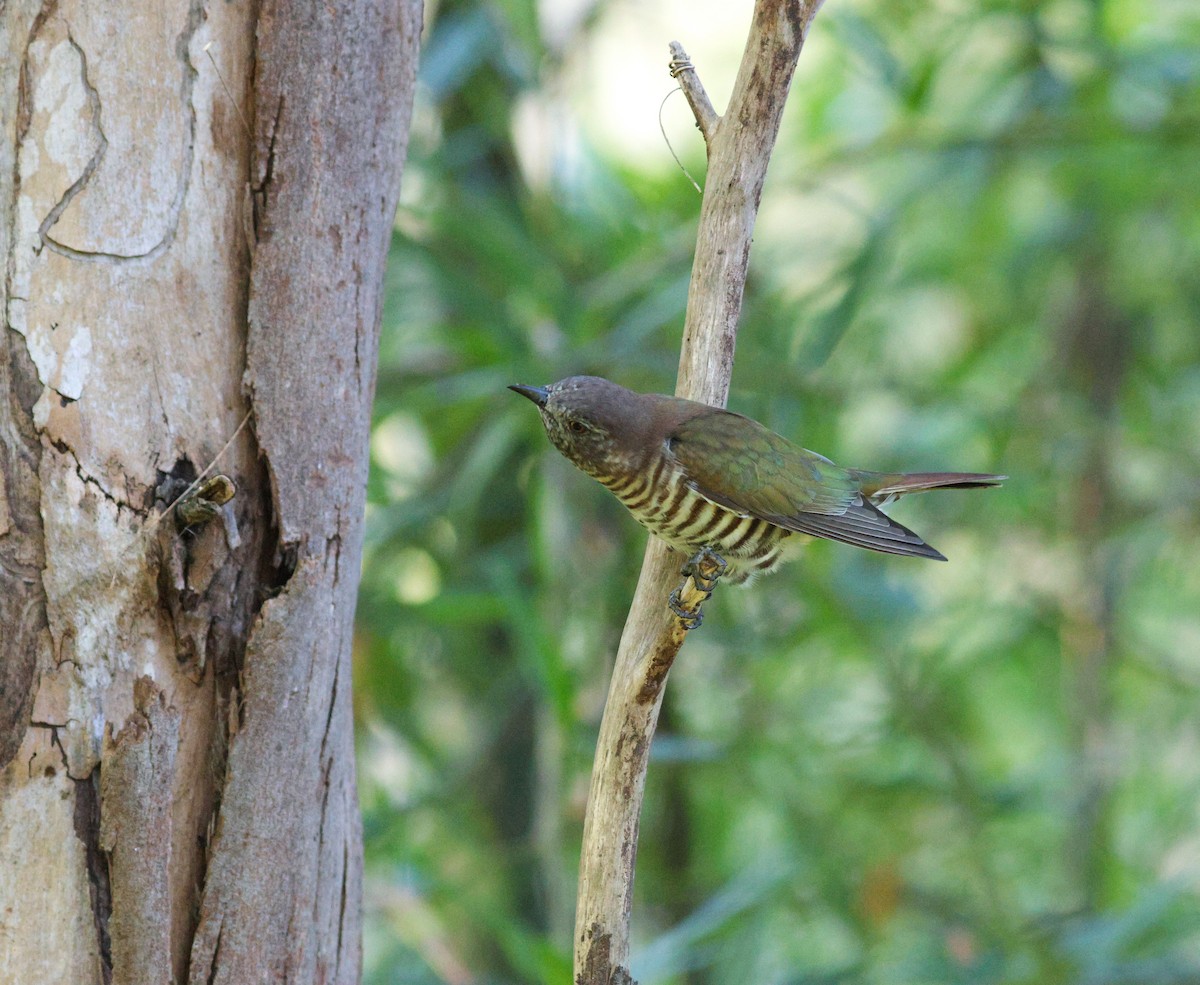 Shining Bronze-Cuckoo - ML621462449