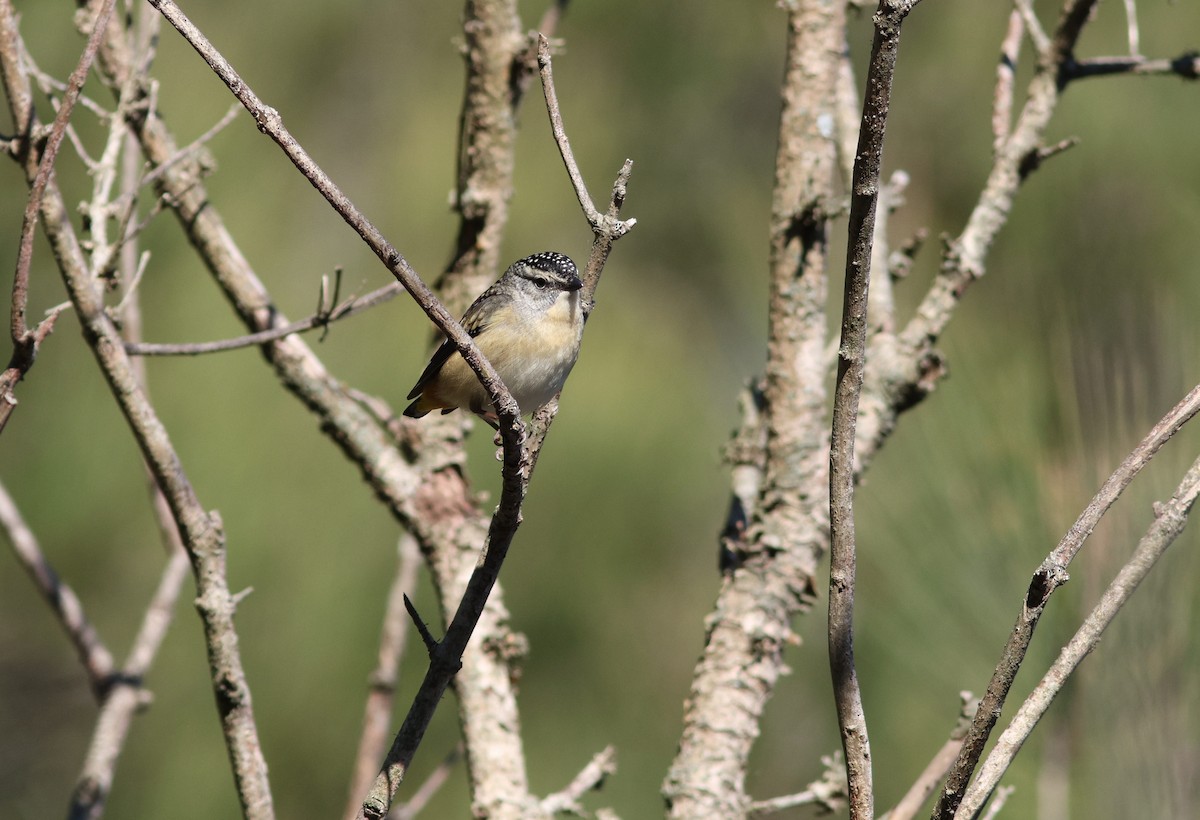 Fleckenpanthervogel - ML621462495