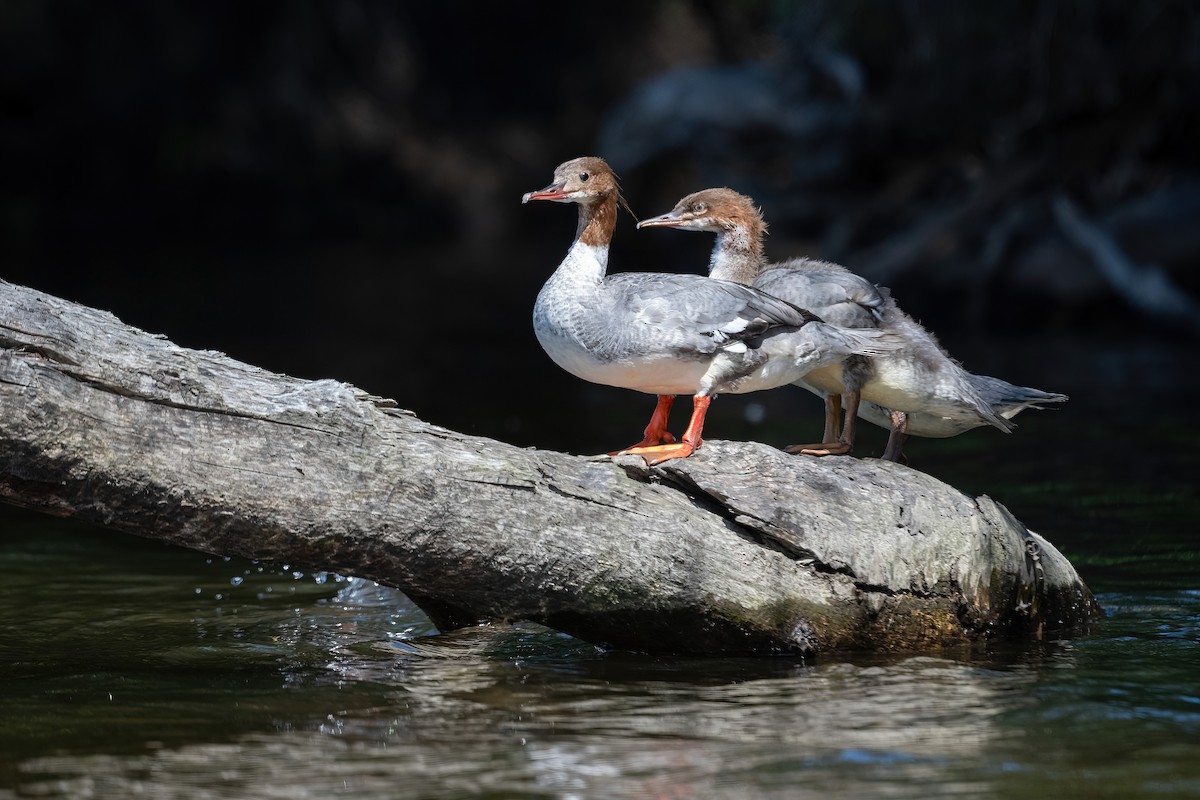 Grand Harle (merganser/orientalis) - ML621462498