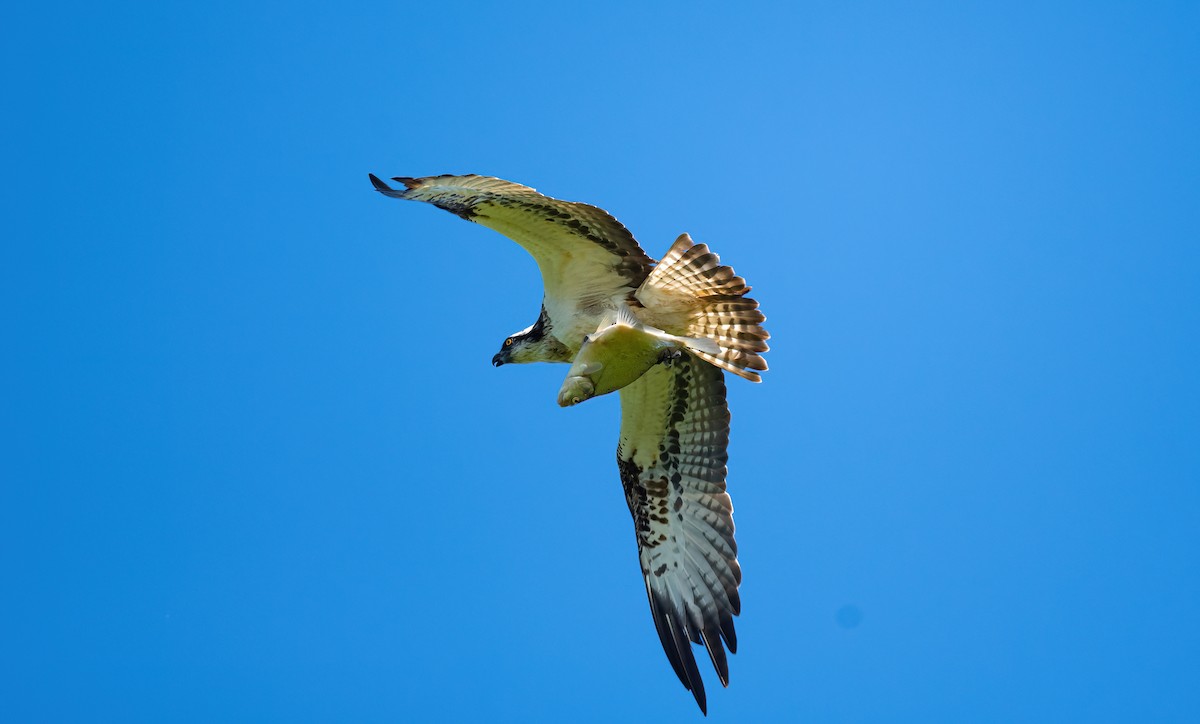 Balbuzard pêcheur (haliaetus) - ML621462503