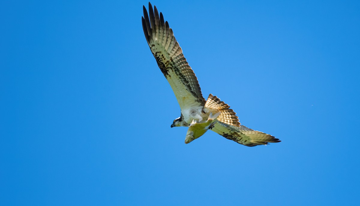 Osprey (haliaetus) - Éric Francois Roualet