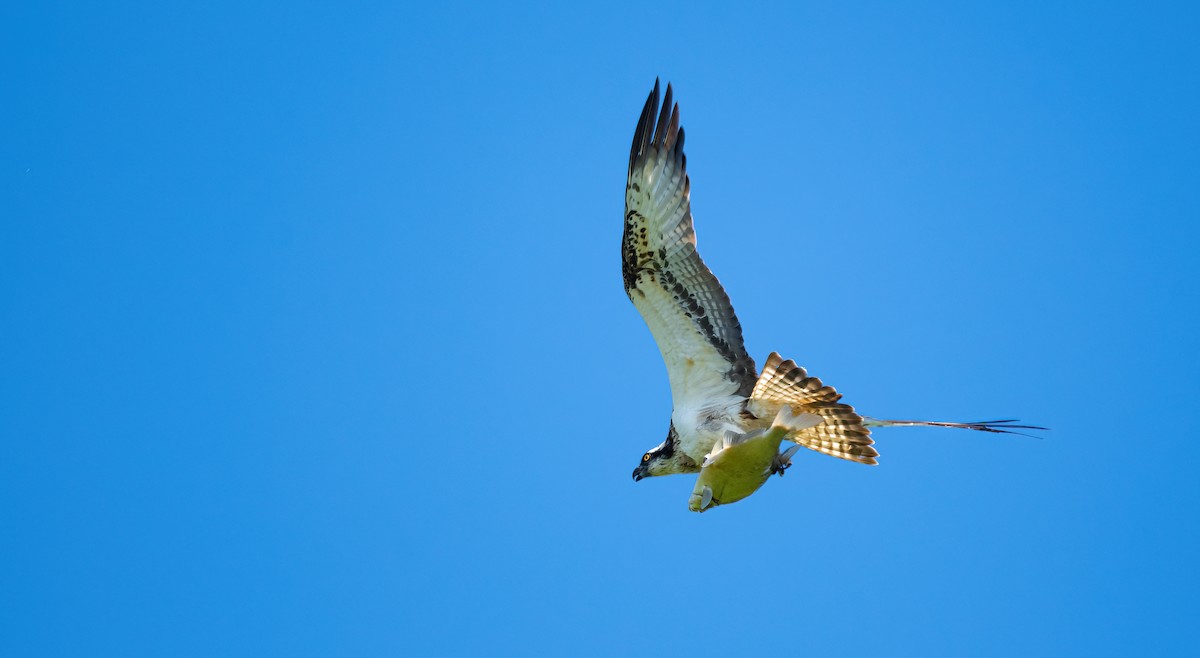 Balbuzard pêcheur (haliaetus) - ML621462505