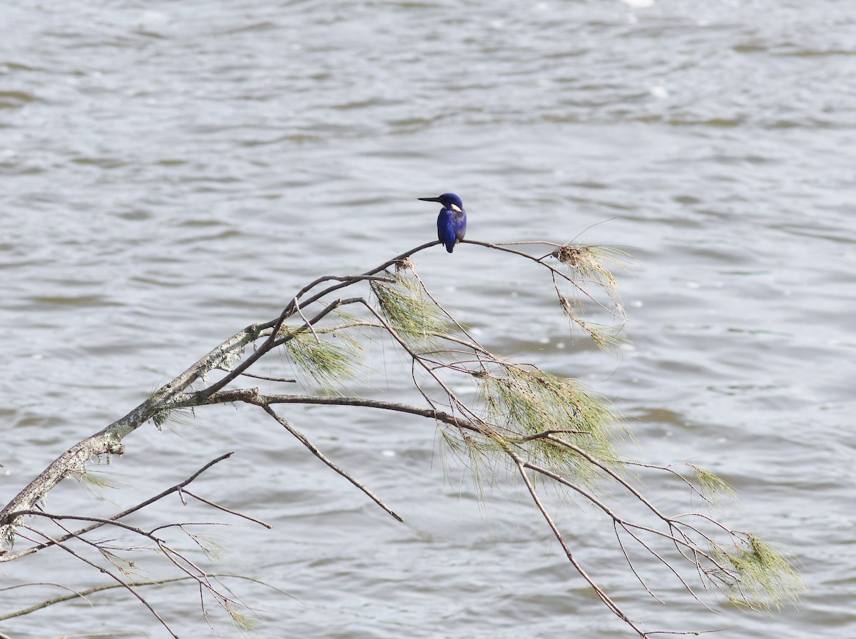 Azure Kingfisher - ML621462511