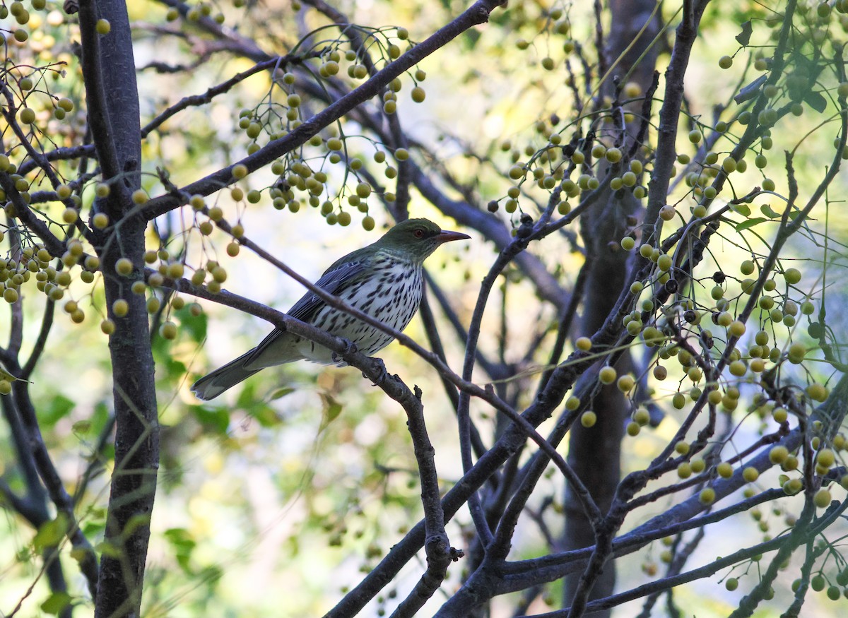 Olive-backed Oriole - ML621462520