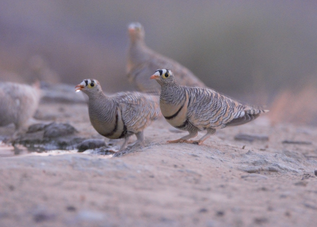 Lichtenstein's Sandgrouse - ML621462541