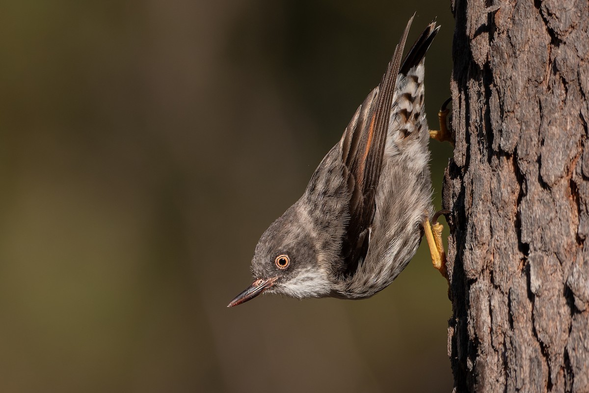 Varied Sittella - ML621462545