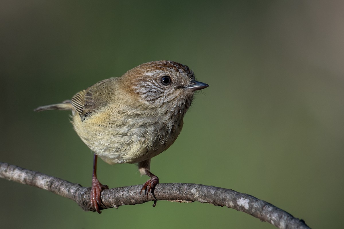 Striated Thornbill - ML621462546